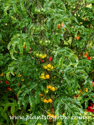 Malevolence (Solanum atropurpureum)